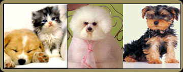 Dog Grooming Styles